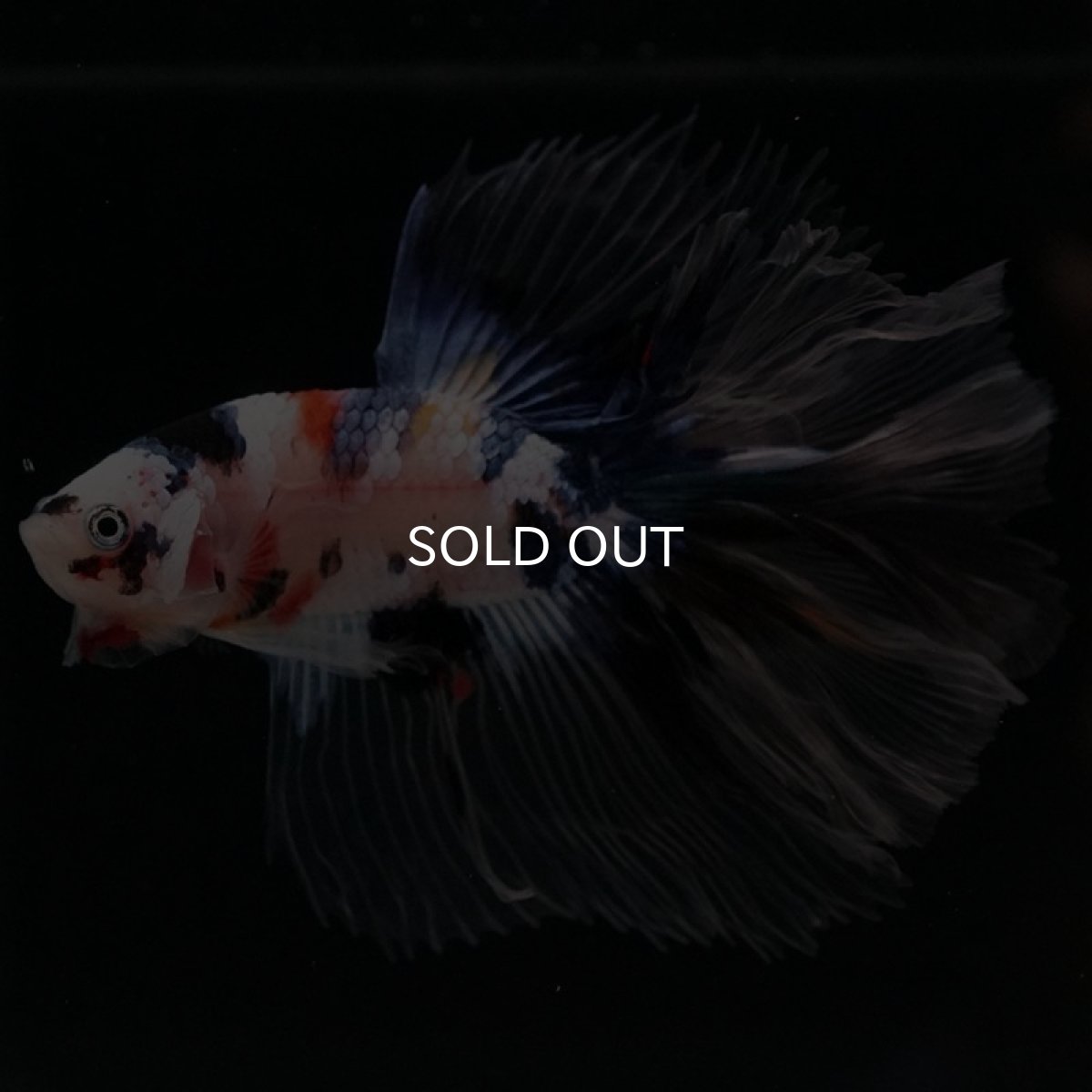 画像7: HM ファンシー クリアフィン (7)