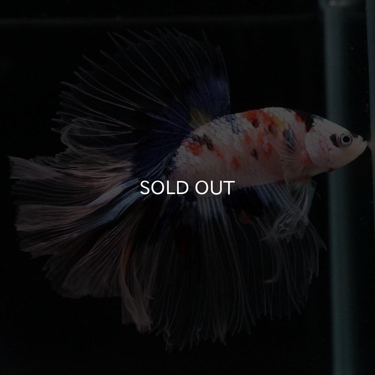 画像6: HM ファンシー クリアフィン (6)