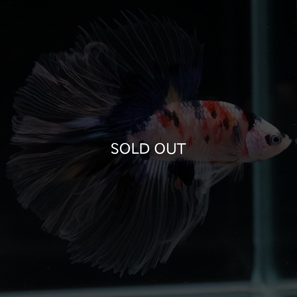 画像4: HM ファンシー クリアフィン (4)