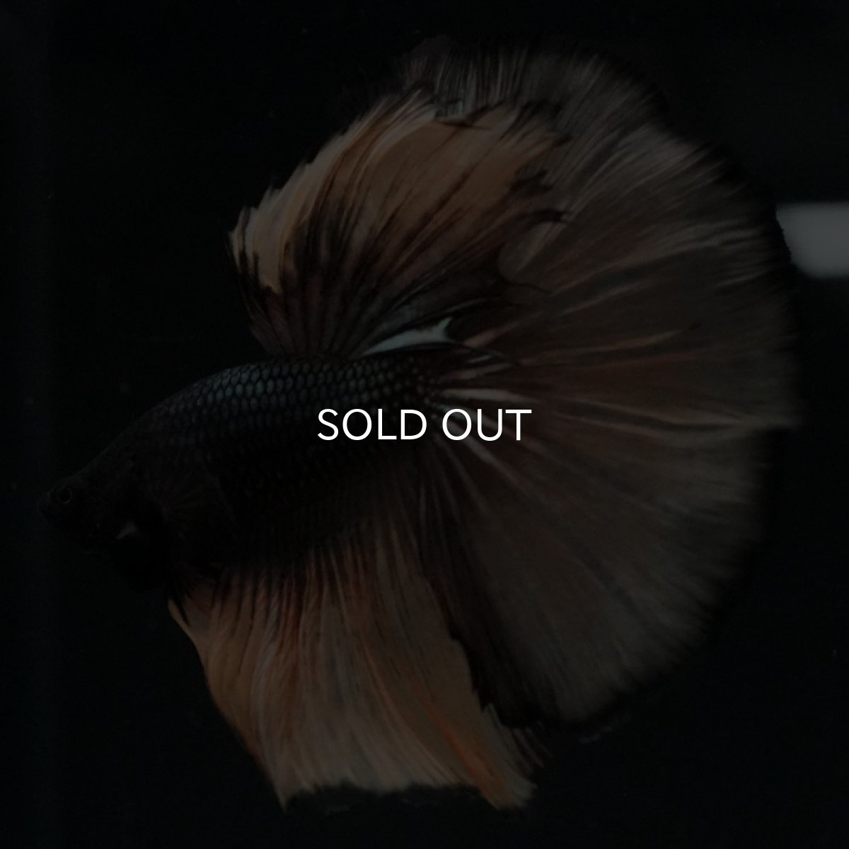 画像4: HM ブラックマスタード (4)