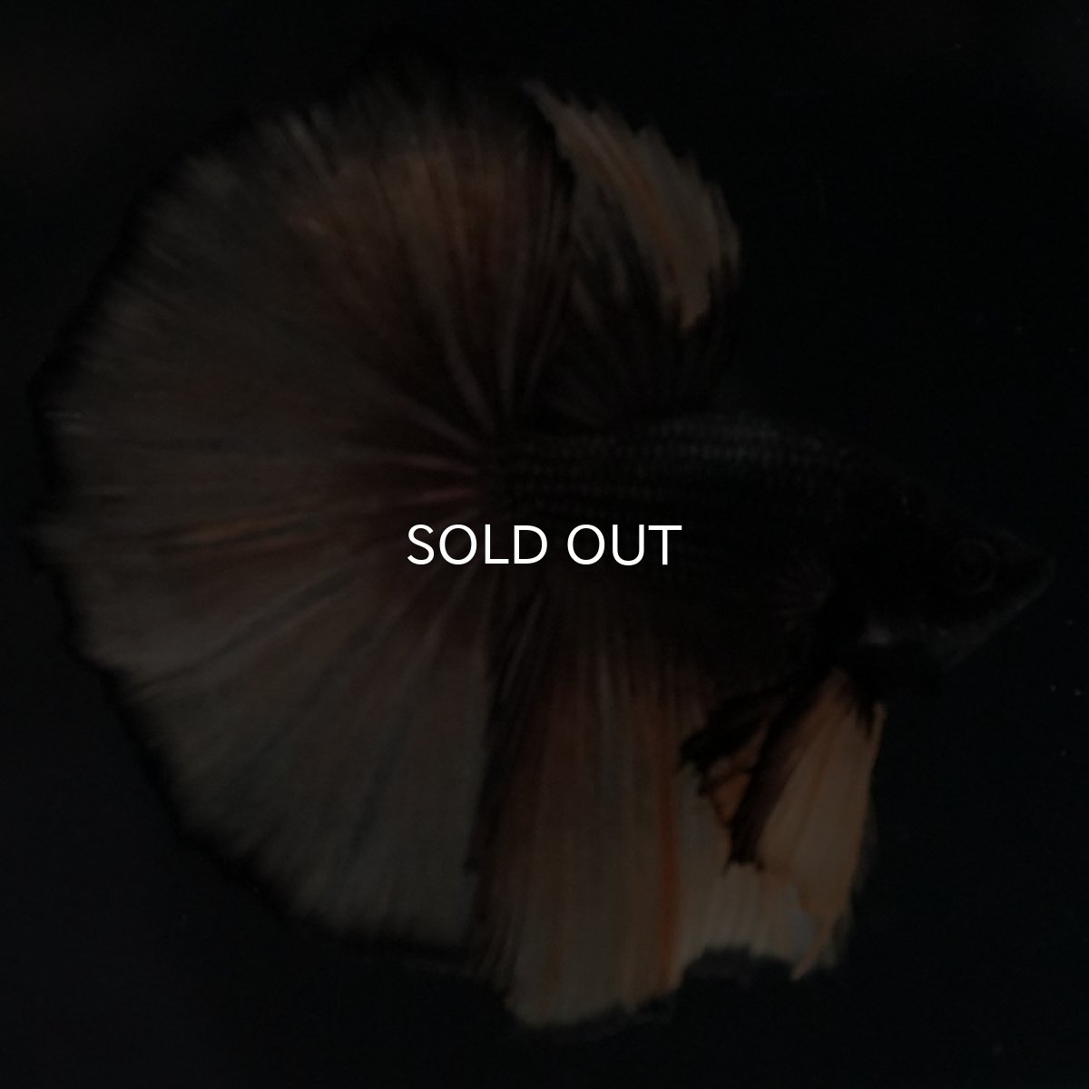 画像7: HM ブラックマスタード (7)