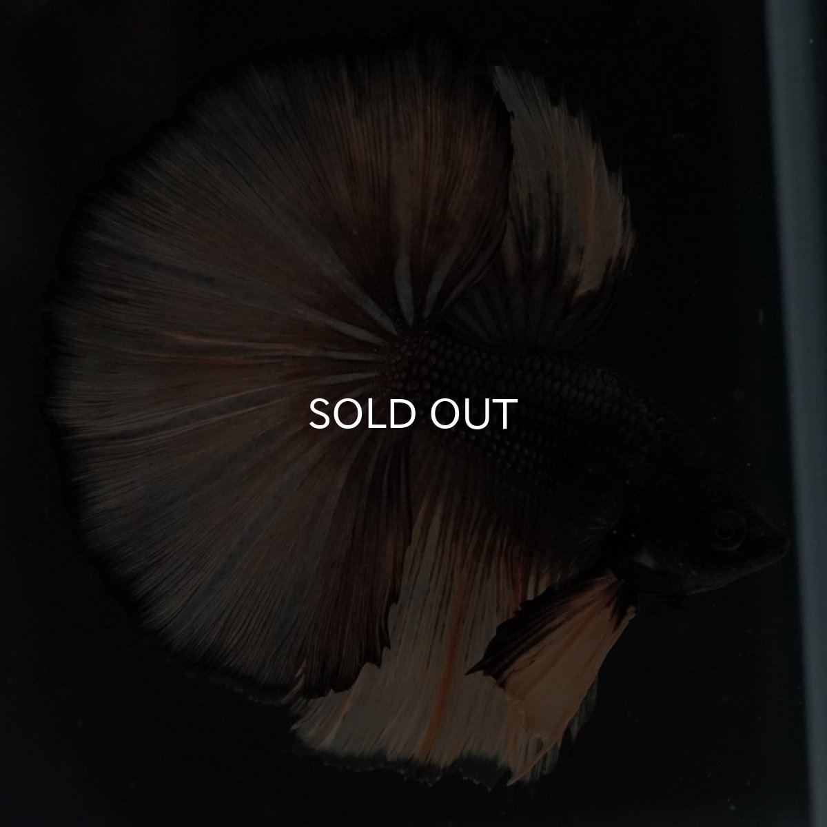 画像9: HM ブラックマスタード (9)