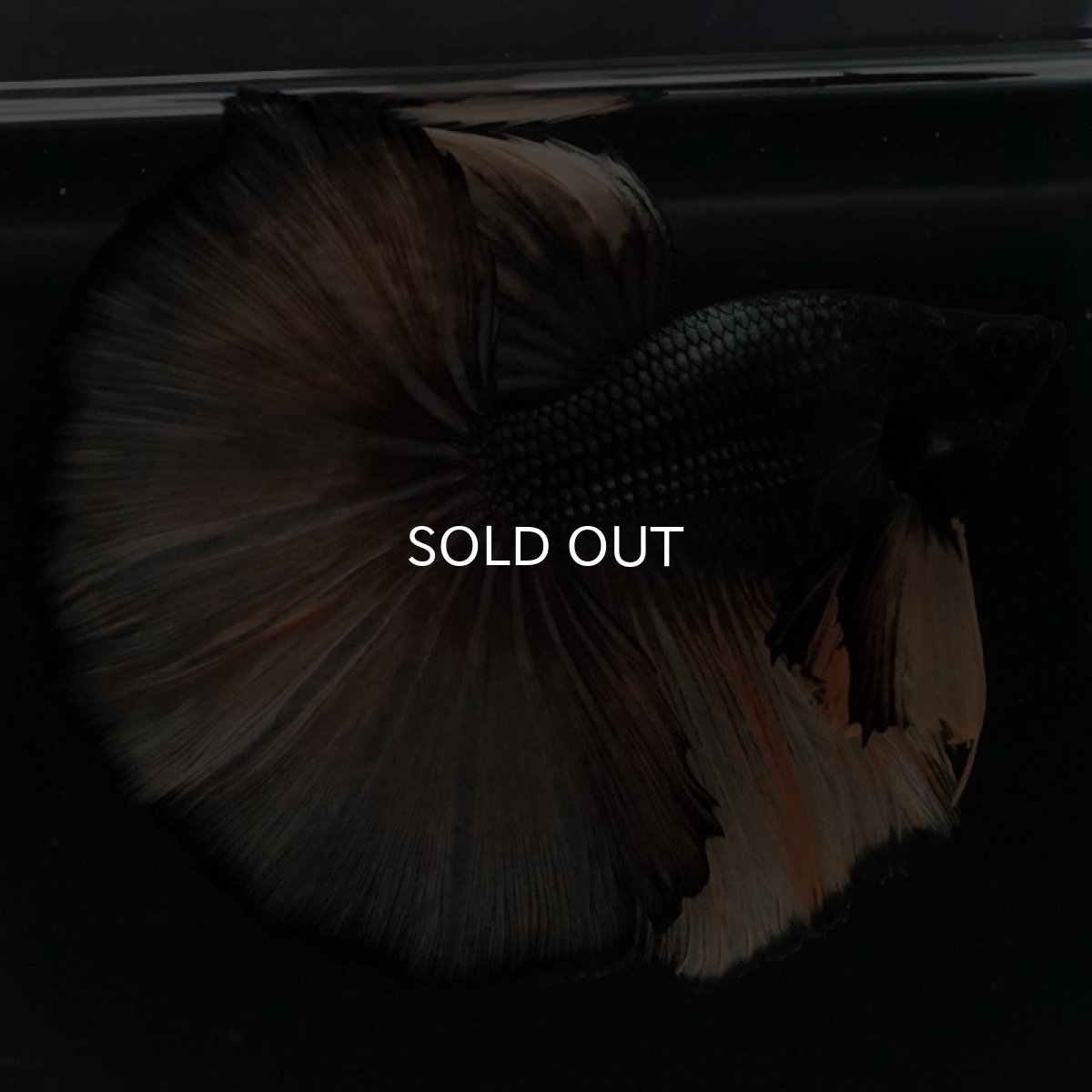 画像3: HM ブラックマスタード (3)