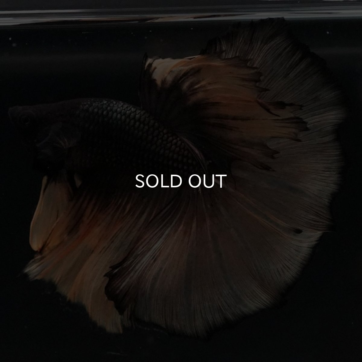 画像2: HM ブラックマスタード (2)