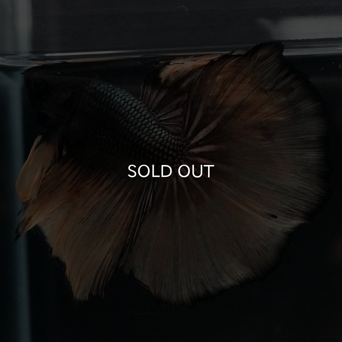 画像6: HM ブラックマスタード (6)