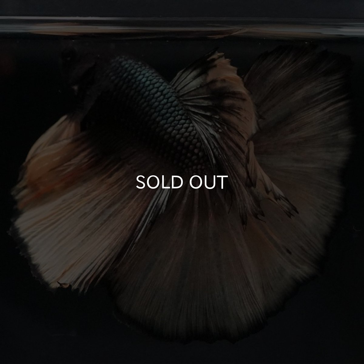 画像8: HM ブラックマスタード (8)