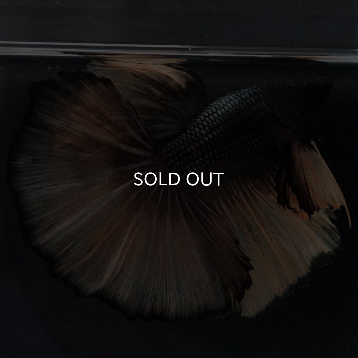 画像5: HM ブラックマスタード (5)