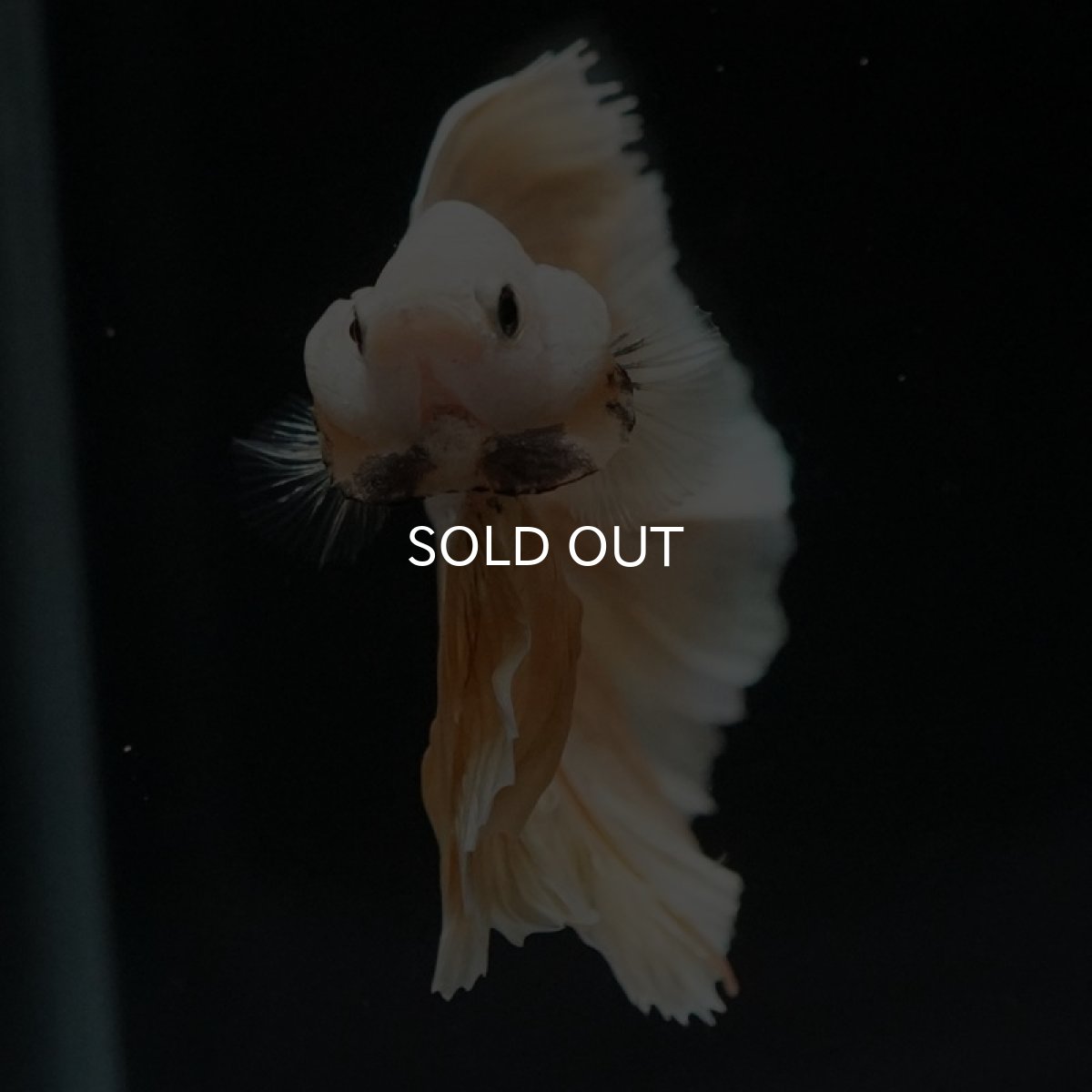 画像5: HM　プラチナイエロードラゴン　ローズテール (5)