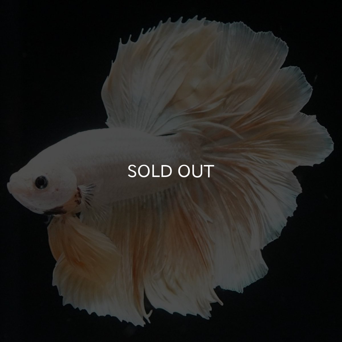 画像4: HM　プラチナイエロードラゴン　ローズテール (4)