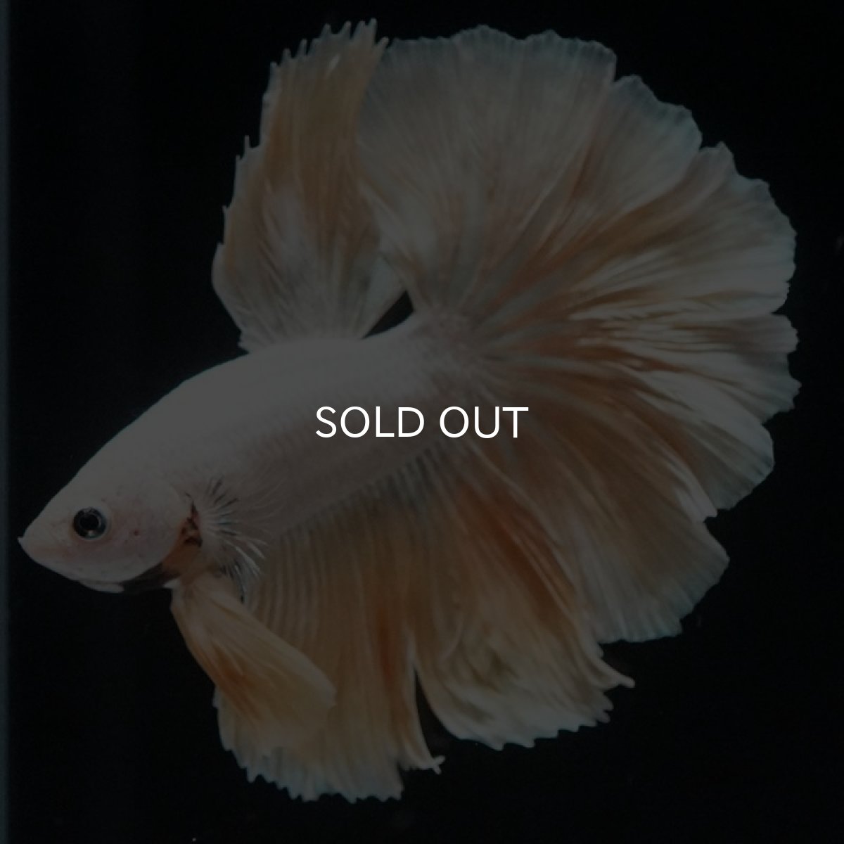 画像8: HM　プラチナイエロードラゴン　ローズテール (8)