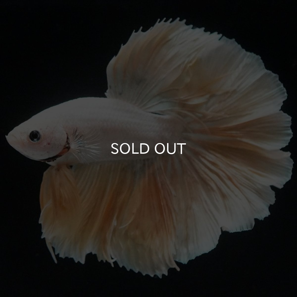 画像6: HM　プラチナイエロードラゴン　ローズテール (6)