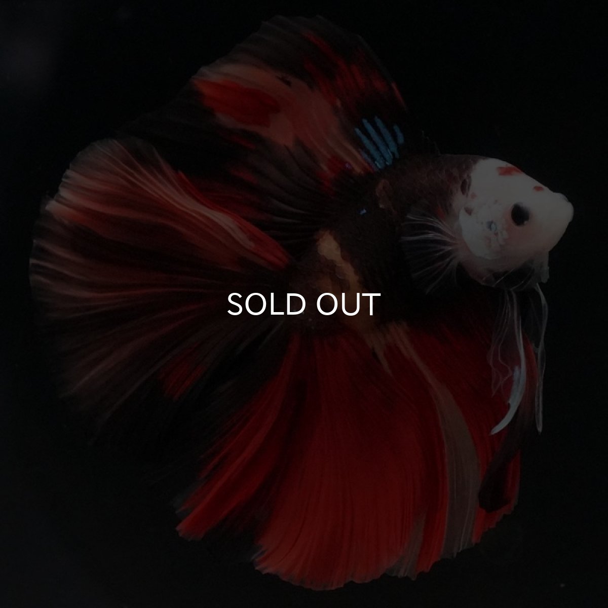 画像2: FM キャンディ (2)