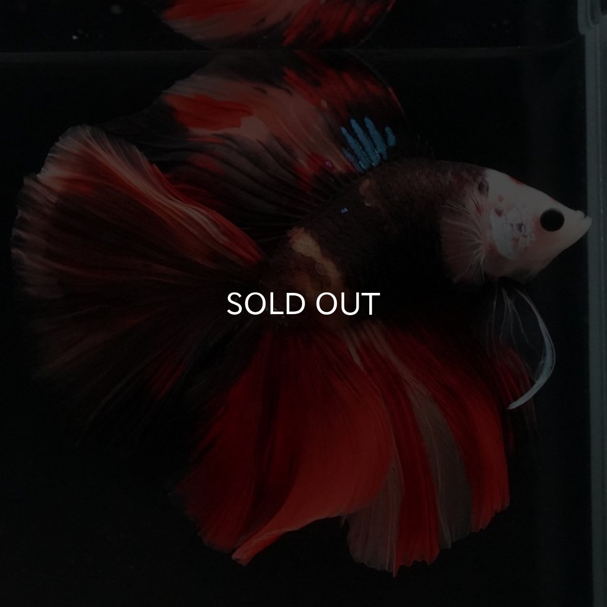 画像10: FM キャンディ (10)