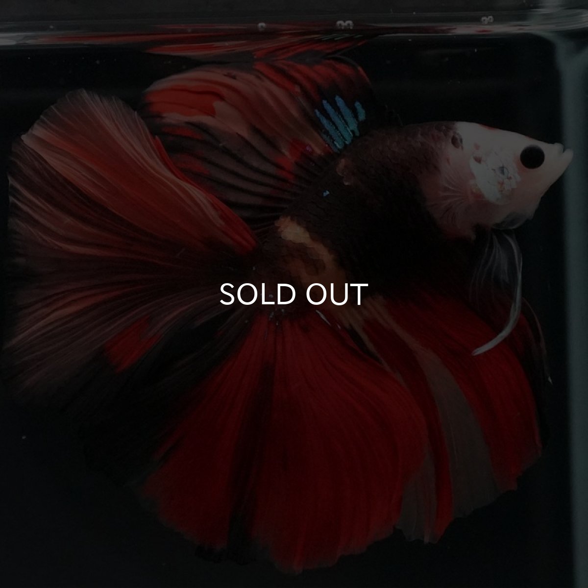 画像4: FM キャンディ (4)