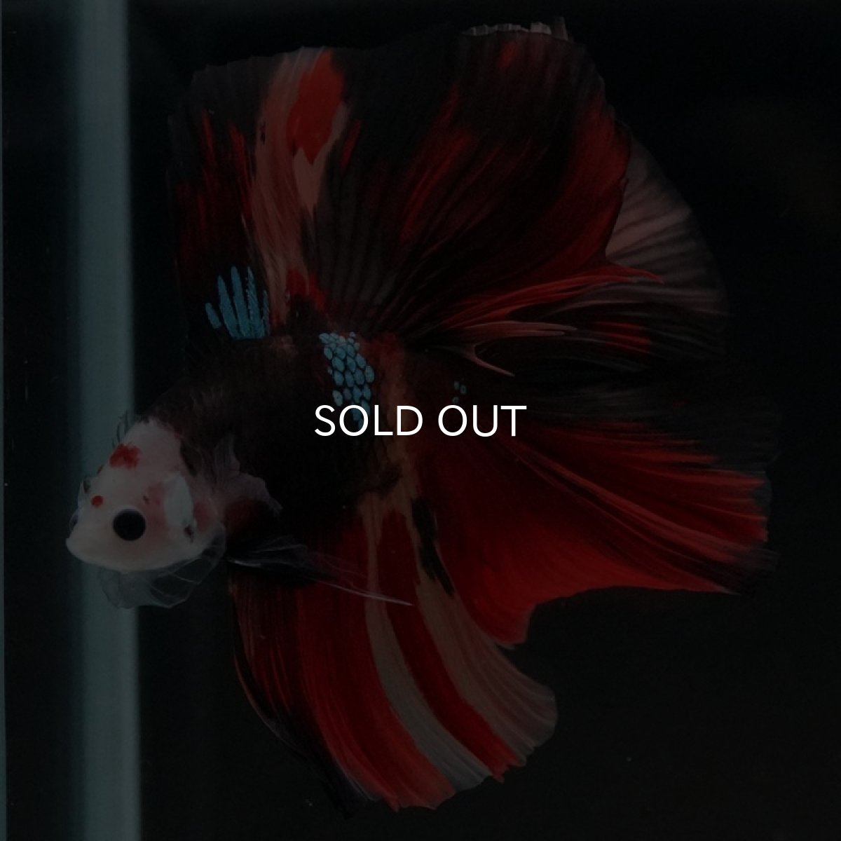 画像5: FM キャンディ (5)