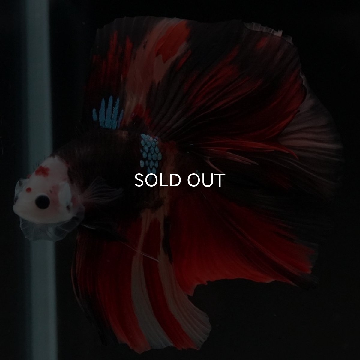 画像3: FM キャンディ (3)