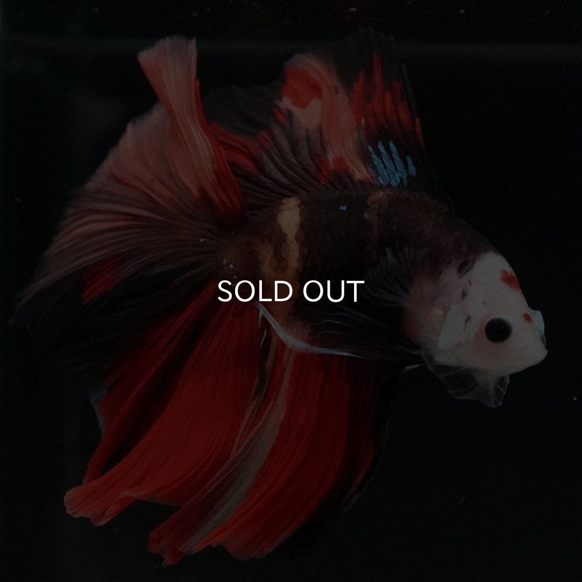 画像8: FM キャンディ (8)