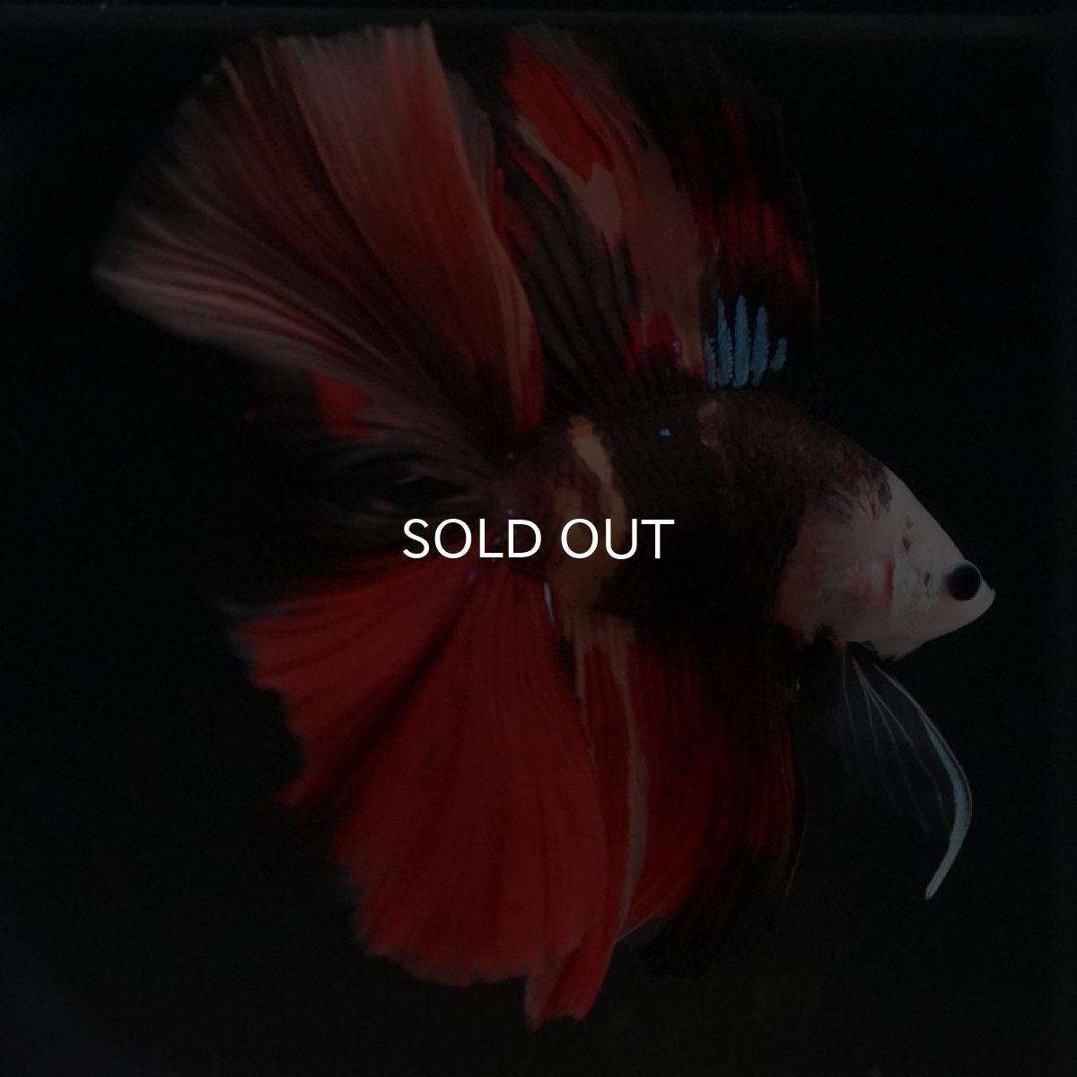 画像7: FM キャンディ (7)