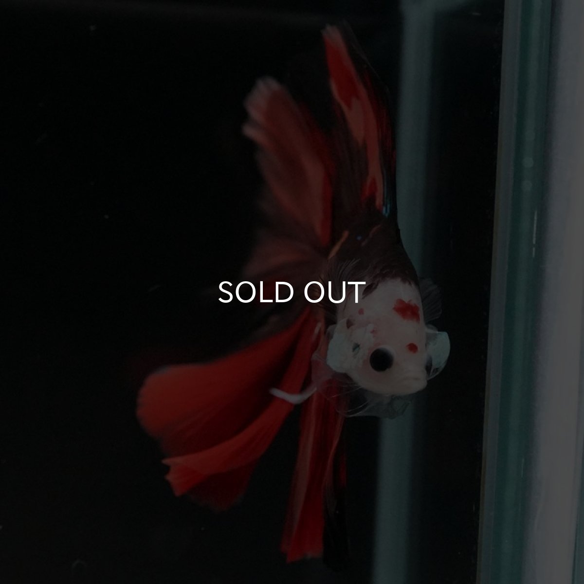 画像9: FM キャンディ (9)