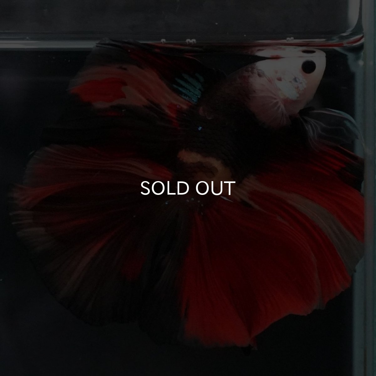 画像6: FM キャンディ (6)