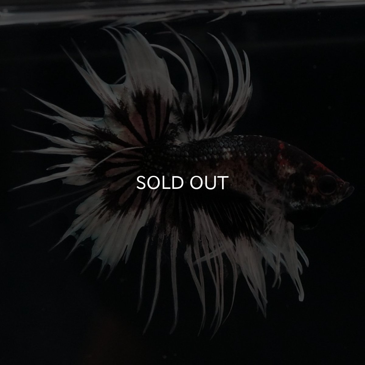 画像8: CT ブラックカッパーバタフライ 変わり柄 (8)