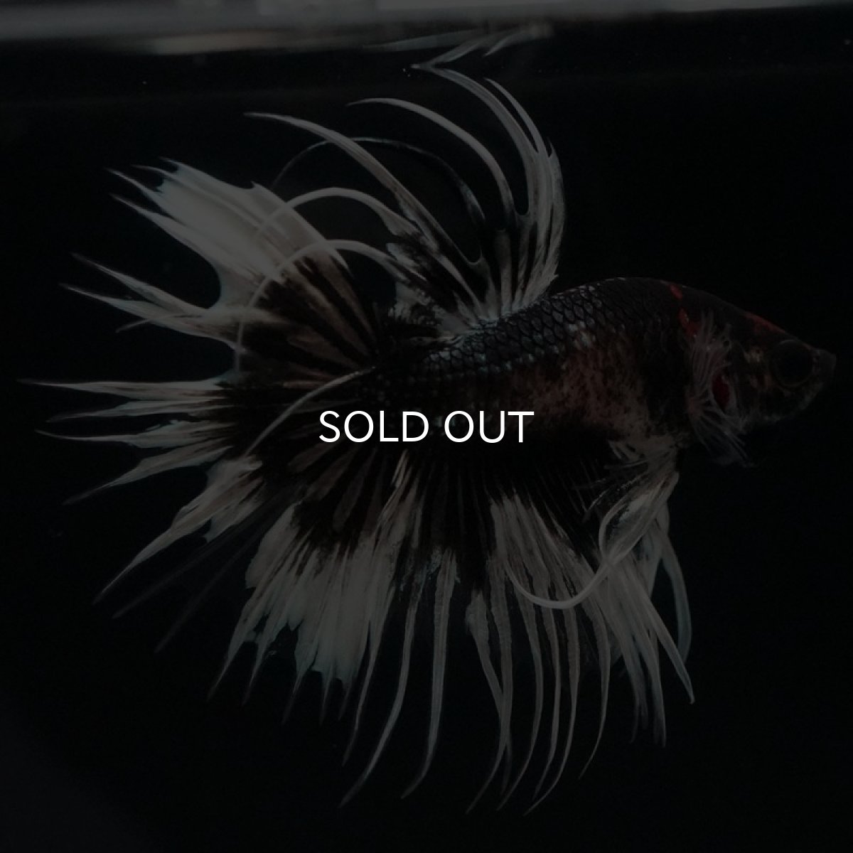 画像6: CT ブラックカッパーバタフライ 変わり柄 (6)