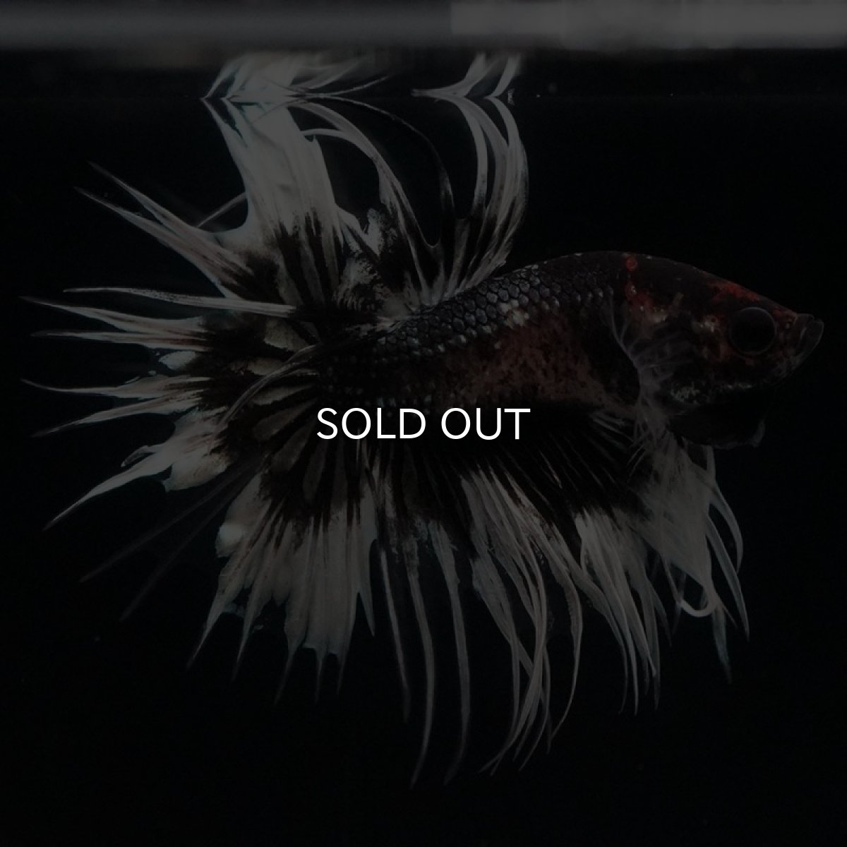 画像4: CT ブラックカッパーバタフライ 変わり柄 (4)