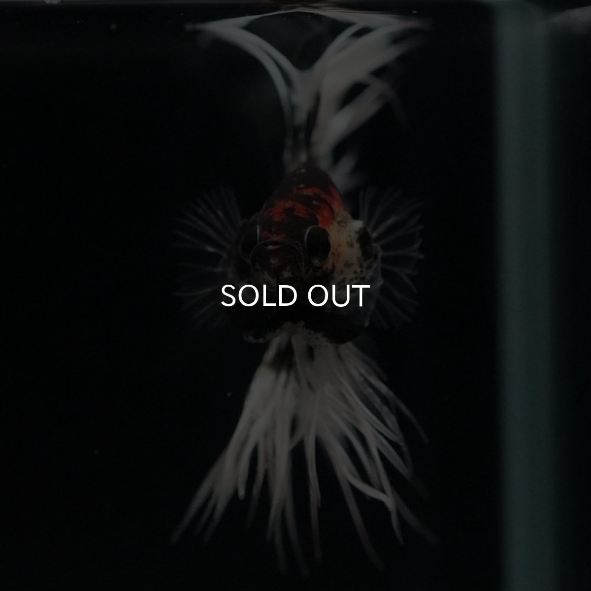 画像3: CT ブラックカッパーバタフライ 変わり柄 (3)