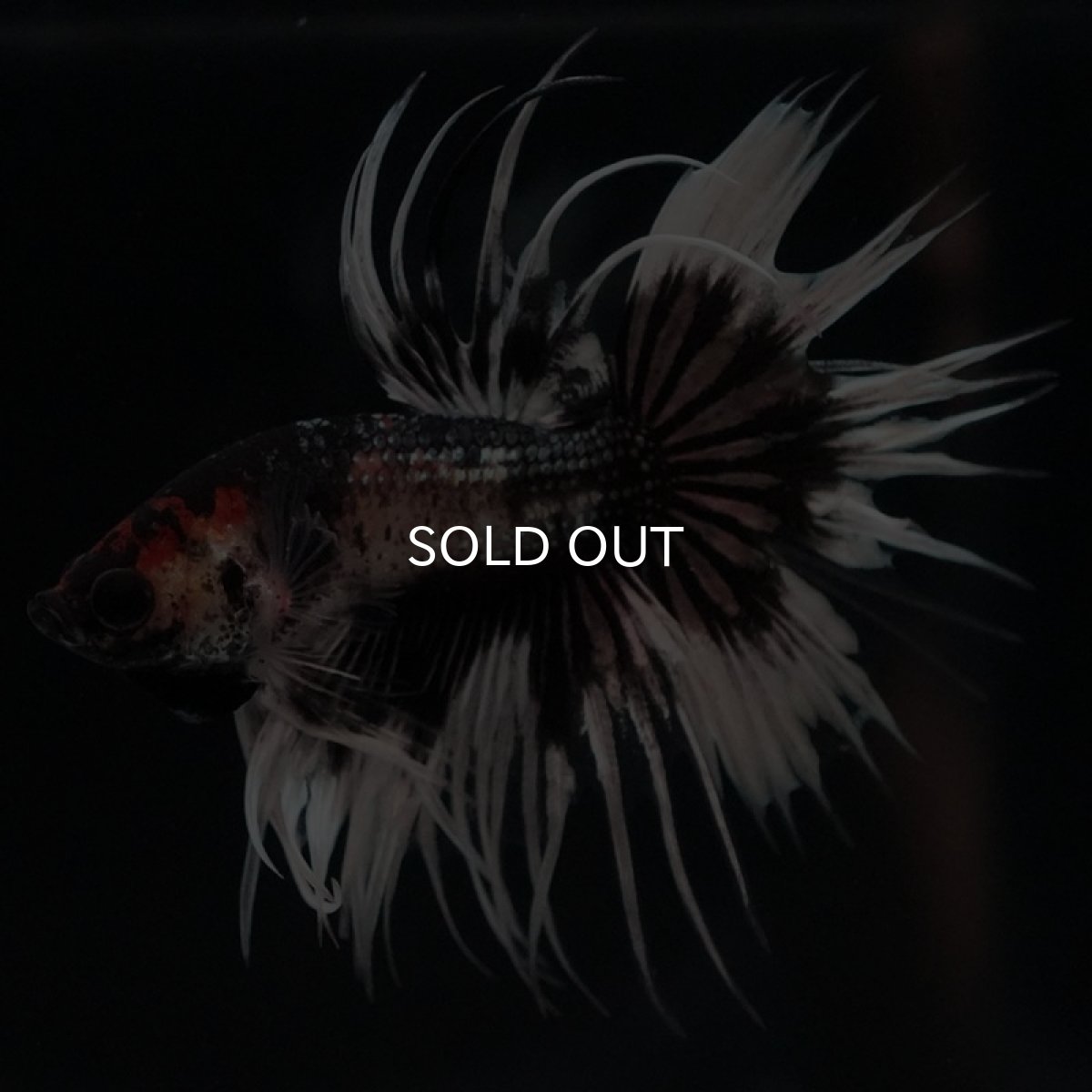 画像2: CT ブラックカッパーバタフライ 変わり柄 (2)