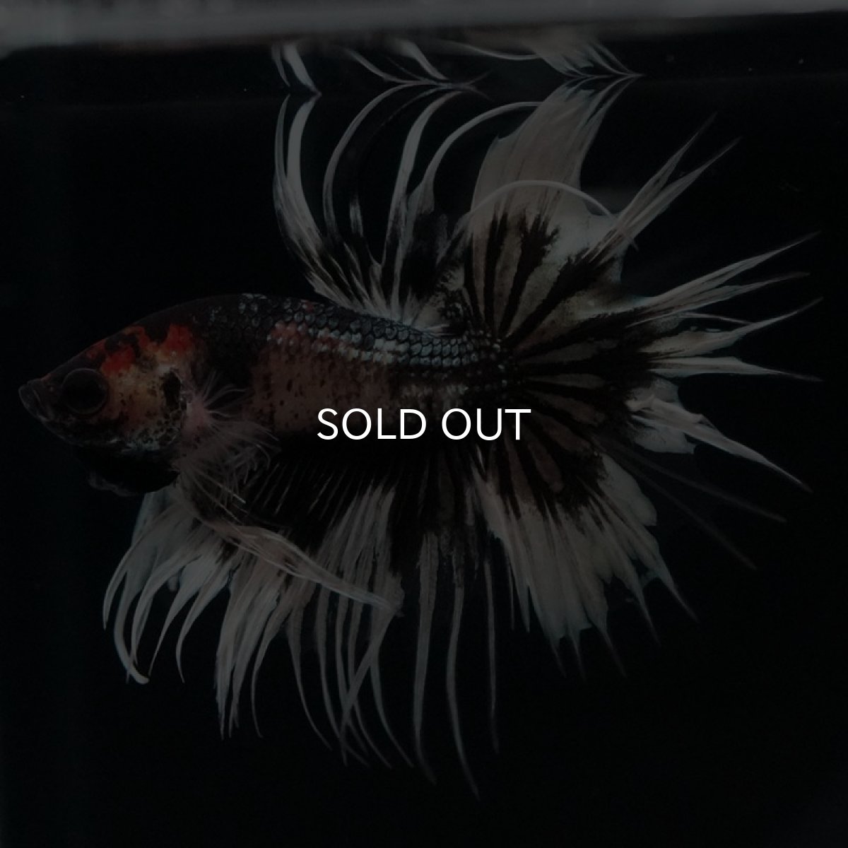 画像7: CT ブラックカッパーバタフライ 変わり柄 (7)