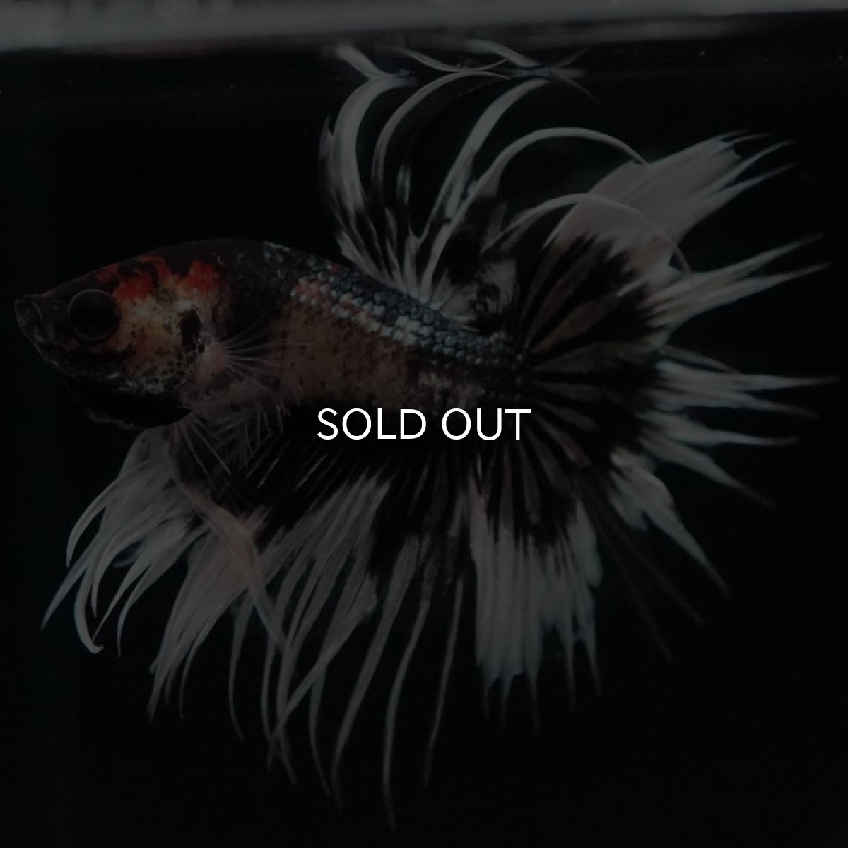 画像5: CT ブラックカッパーバタフライ 変わり柄 (5)