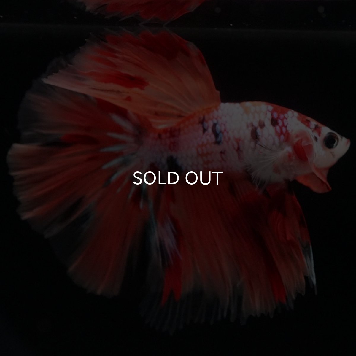 画像5: HM キャンディレインボー (5)