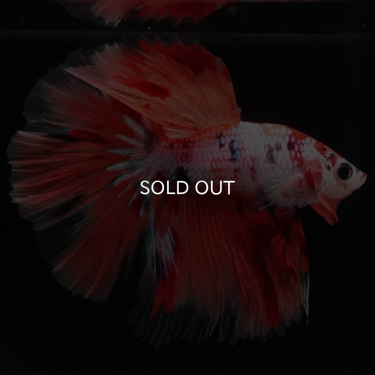 画像3: HM キャンディレインボー (3)