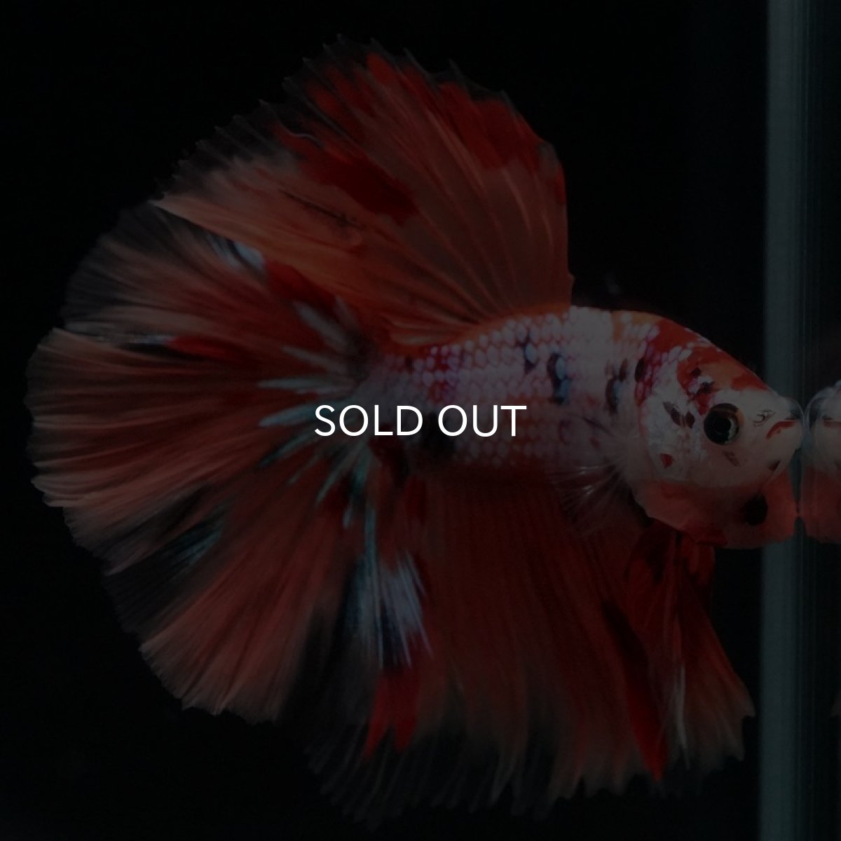 画像7: HM キャンディレインボー (7)