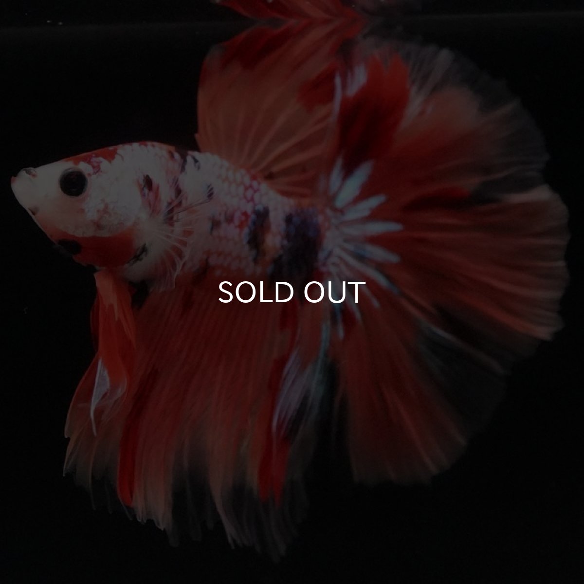 画像6: HM キャンディレインボー (6)