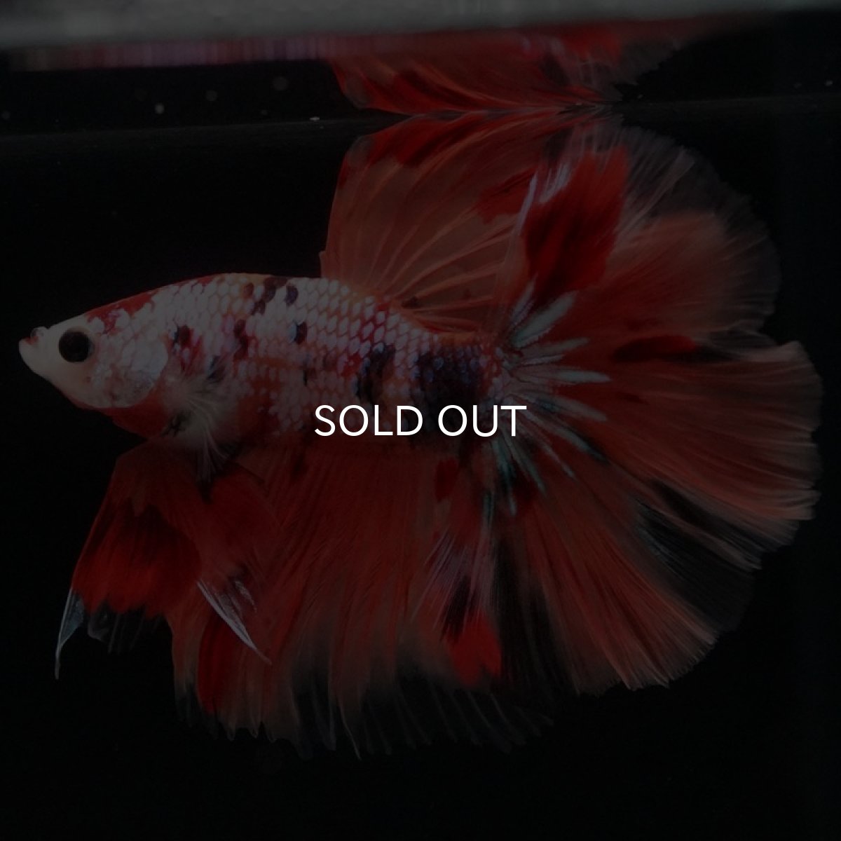 画像4: HM キャンディレインボー (4)