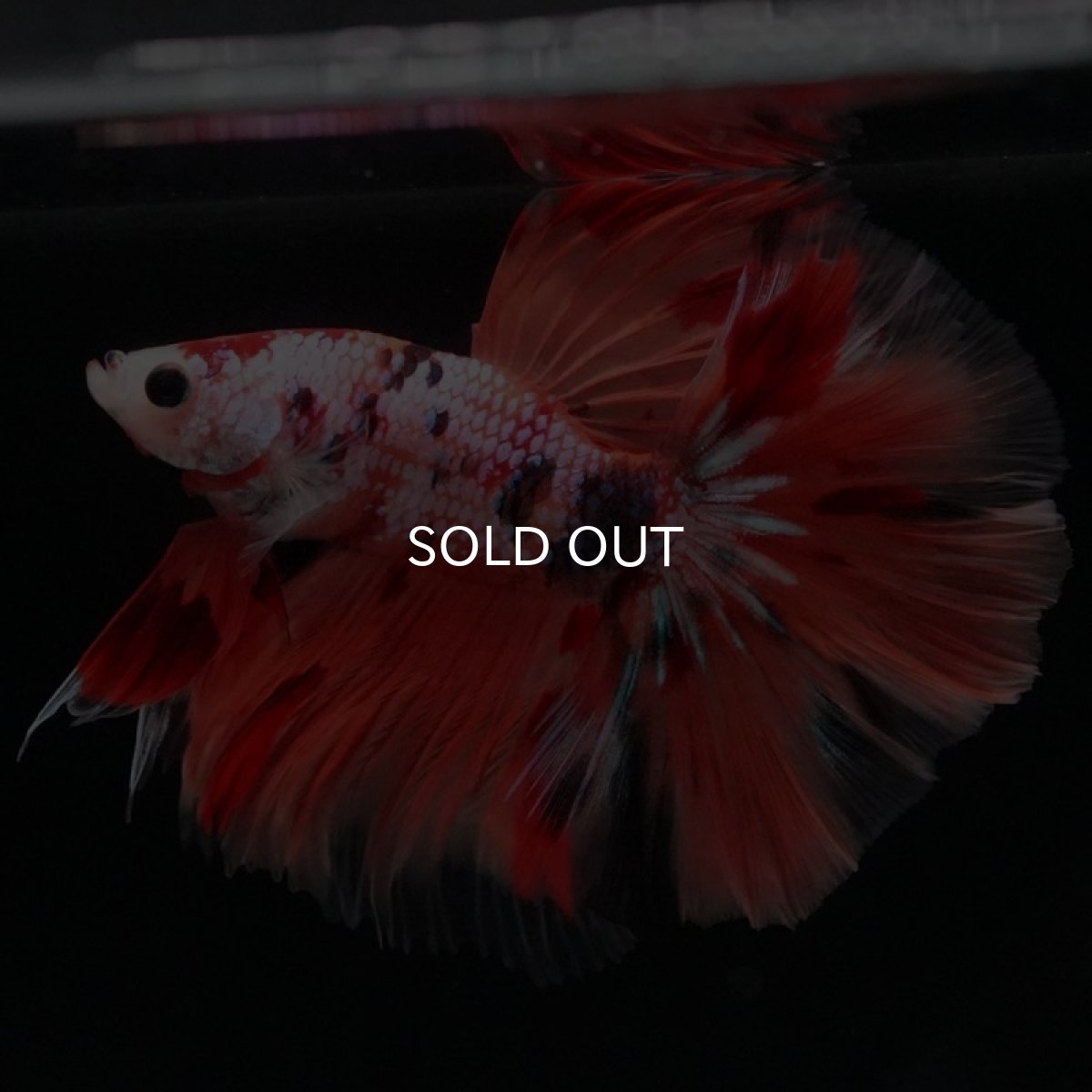 画像2: HM キャンディレインボー (2)