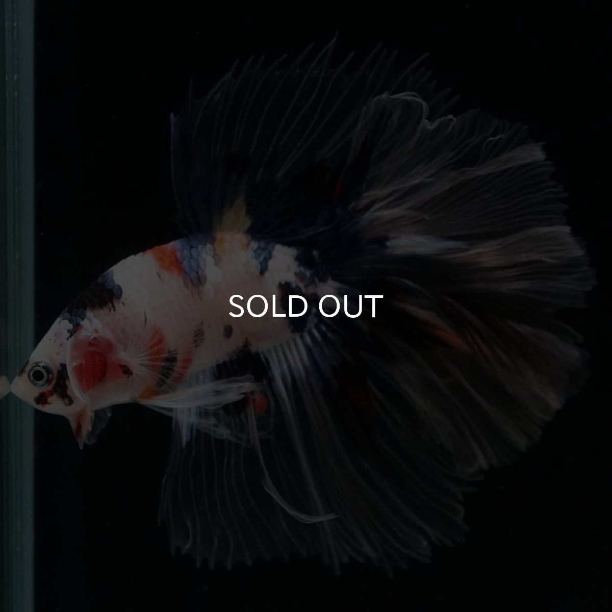 画像5: HM ファンシー クリアフィン (5)