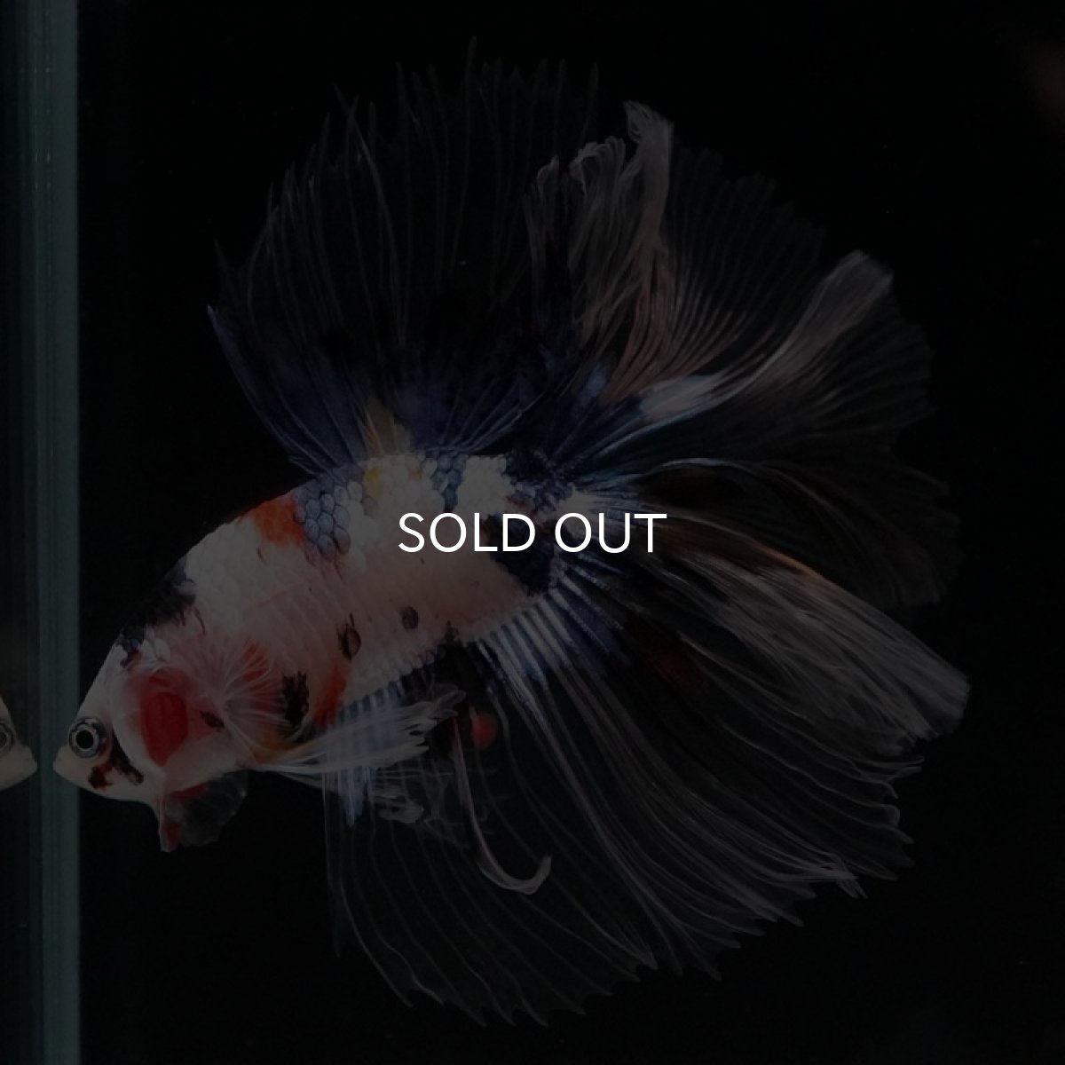 画像3: HM ファンシー クリアフィン (3)