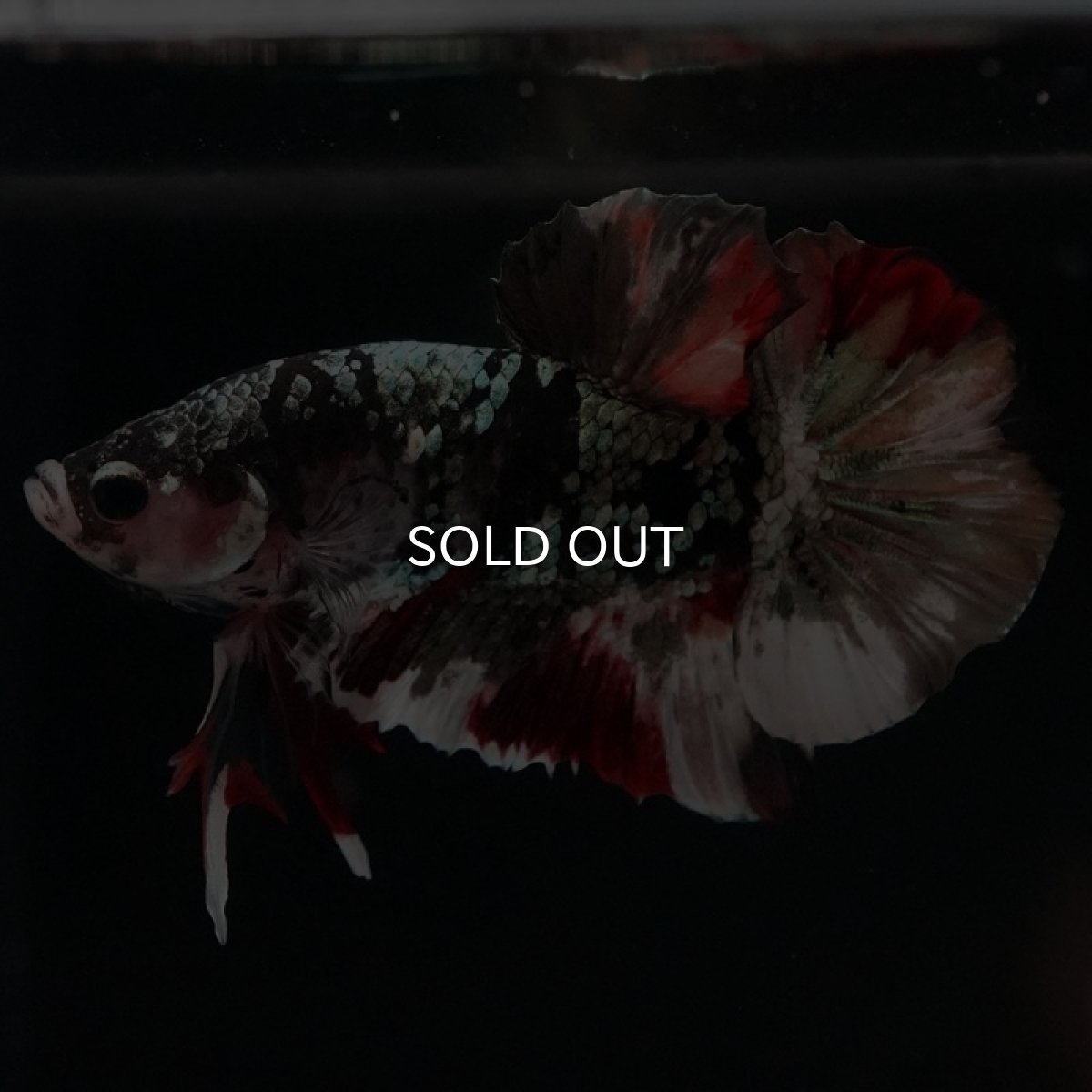 画像7: HMPK 鯉カッパーギャラクシー (7)