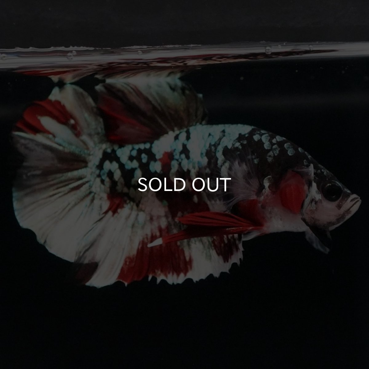 画像4: HMPK 鯉カッパーギャラクシー (4)