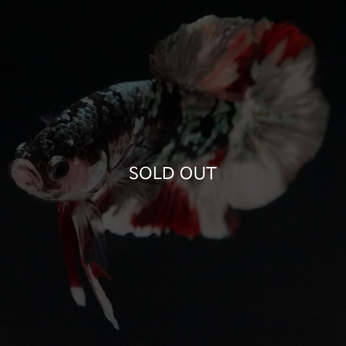 画像3: HMPK 鯉カッパーギャラクシー (3)