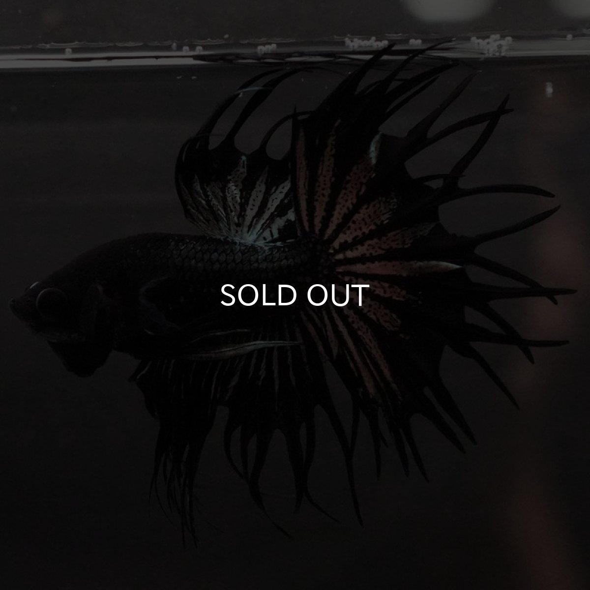 画像6: KCT ブラックカッパー (6)