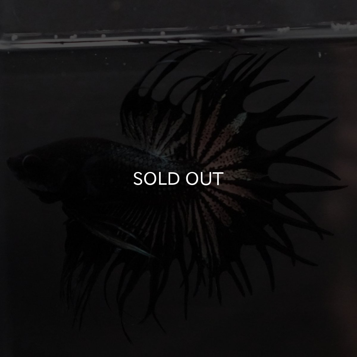 画像2: KCT ブラックカッパー (2)