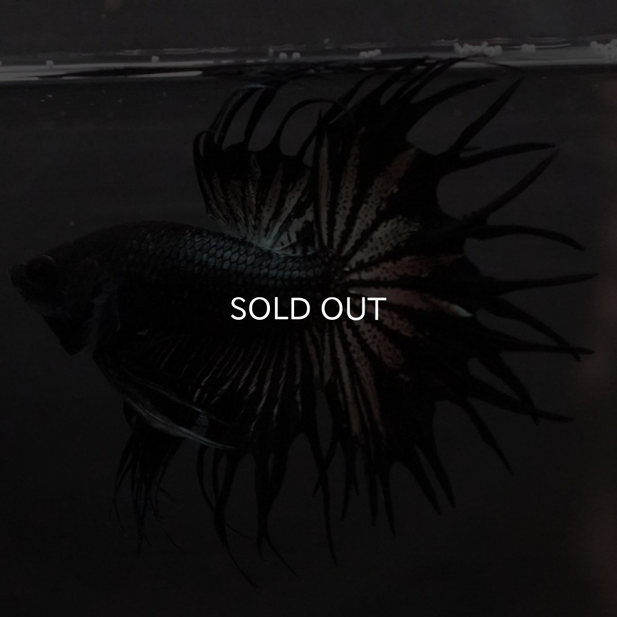 画像9: KCT ブラックカッパー (9)