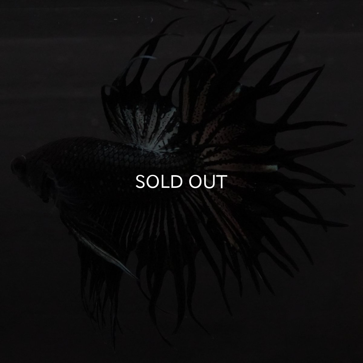 画像4: KCT ブラックカッパー (4)