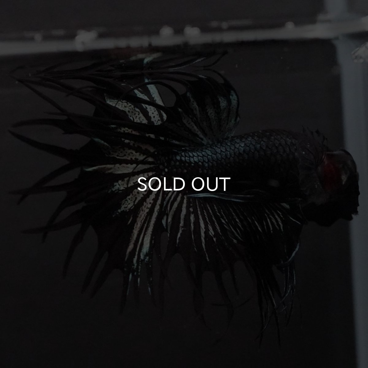 画像8: KCT ブラックカッパー (8)