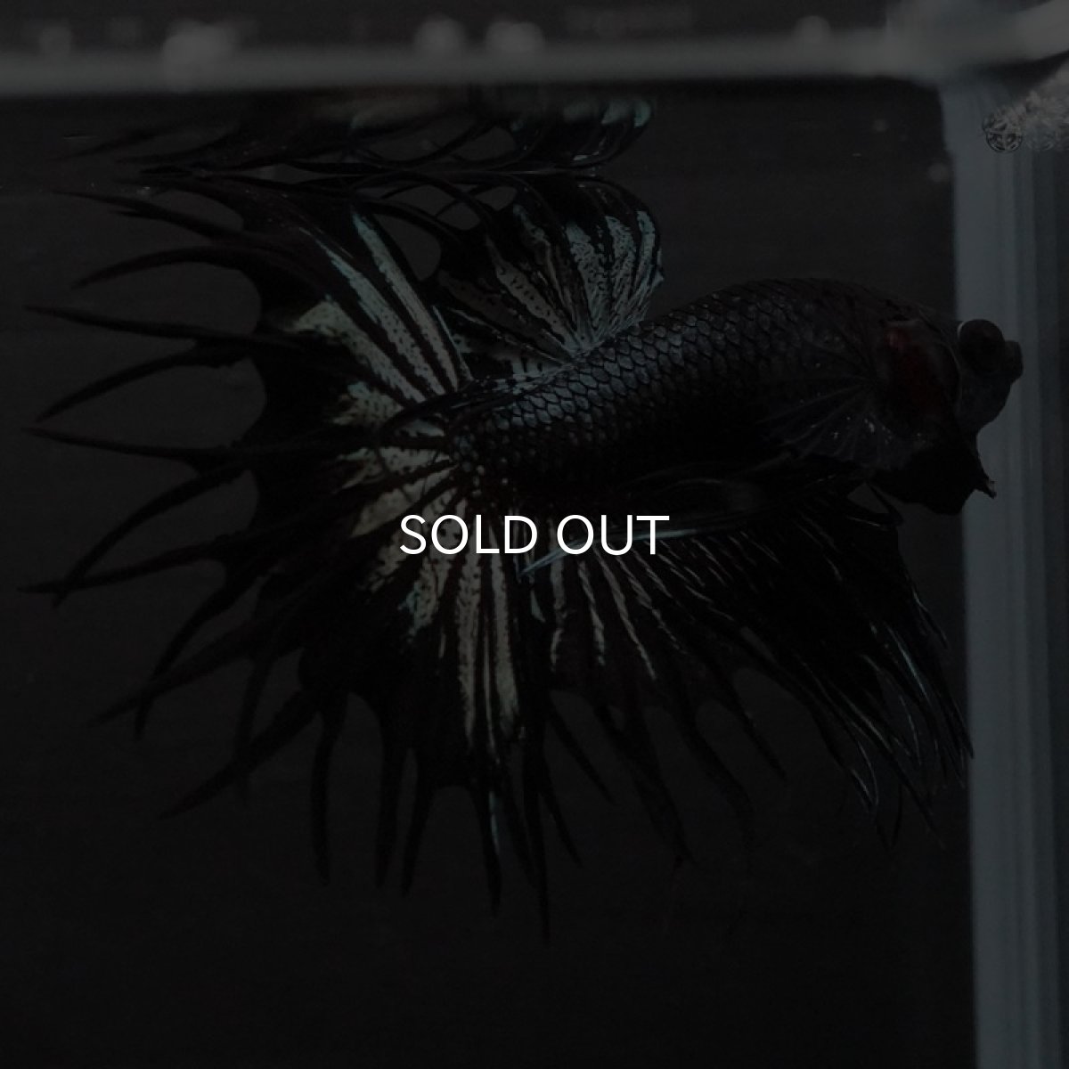 画像7: KCT ブラックカッパー (7)