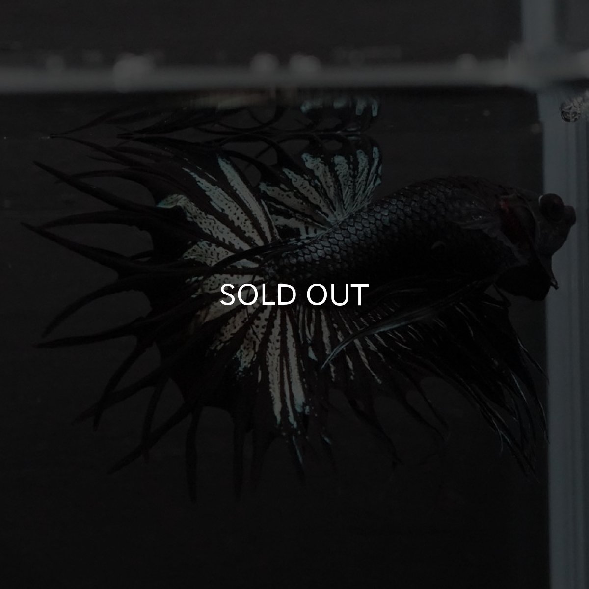 画像5: KCT ブラックカッパー (5)