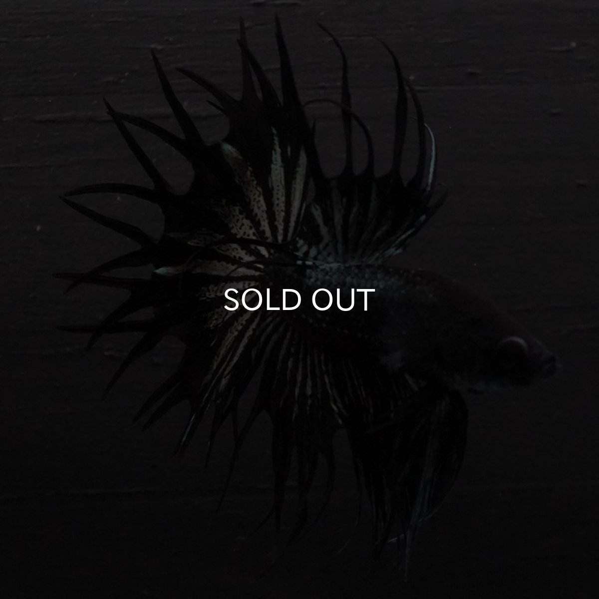 画像3: KCT ブラックカッパー (3)